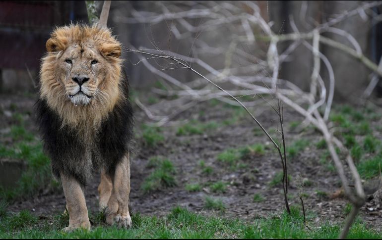 Un león africano permanece quieto mientras le toman fotografías para el inventario anual. EFE / N. Hall