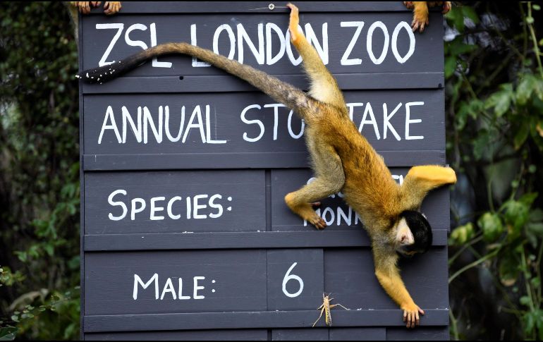 Un mono ardilla trepa por un letrero durante el paseo gráfico para el inventario anual del zoo de Londres. EFE / N. Hail