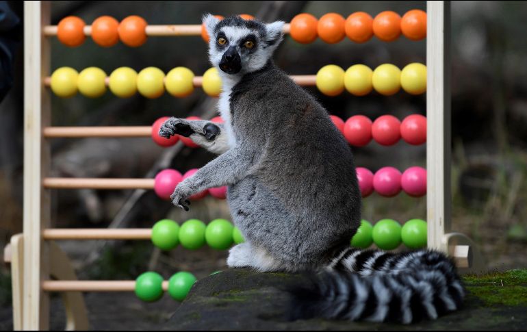 Un lemur juega con ábaco durante una sesión de fotos organizada para el inventario anual del zoo de Londres. EFE /  N. Hail