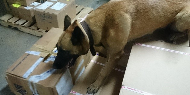 Aseguran 55 kilos de mariguana Zapopan