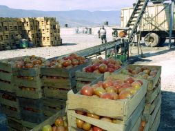 Sólo 5% de las hortalizas que se cultivan acaban en el comercio internacional. EL INFORMADOR/Archivo