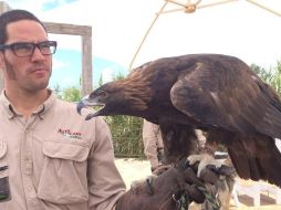 En conmemoración de la fundación de la ciudad México-Tenochtitlán, cada 13 de febrero se celebra el Día Nacional del Águila Real (Aquila chrysaetos) en el país. NTX / ARCHIVO