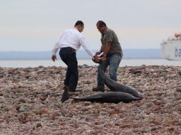 Señalaron que se tomaron muestras para analizar y determinar las posibles causas de los delfines. EFE / L. Roldán