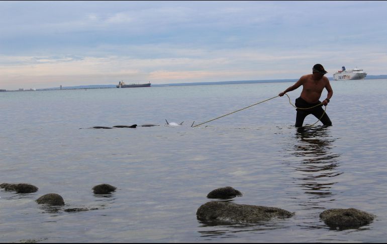 Un hombre regresa al mar a delfines en playas de La Paz, Baja California Sur. Un total de 59 delfines aparecieron varados esta mañana, 38 de los cuales pudieron ser liberados, pero 21 fallecieron. EFE/ L. Roldán