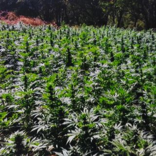 Destruyen más de 800 mil plantas de mariguana en Tequila