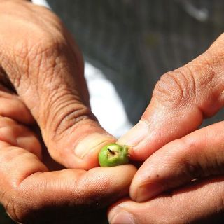 Café, segunda bebida más consumida en el mundo