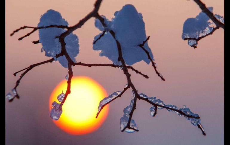 La salida del sol ilumina la nieve que cubre un árbol, en Újudvar, en Hungría. EFE/G. Varga