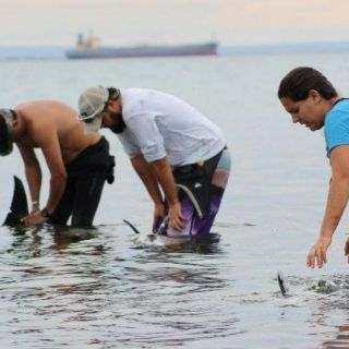 Investigan causa de muerte de delfines varados en Baja California Sur