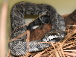 Los ejemplares fueron trasladados al Instituto Nacional de Microbiología Malbrán de la capital argentina. AP/ARCHIVO