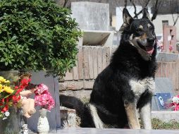 Quienes se ocupaban del perro buscan el permiso para que sea enterrado en el cementerio donde pasó su vida. EFE