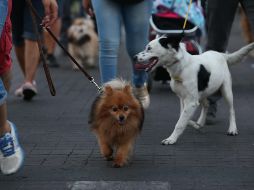 En México existen cerca de 25 millones de caninos domésticos. EL INFORMADOR/Archivo
