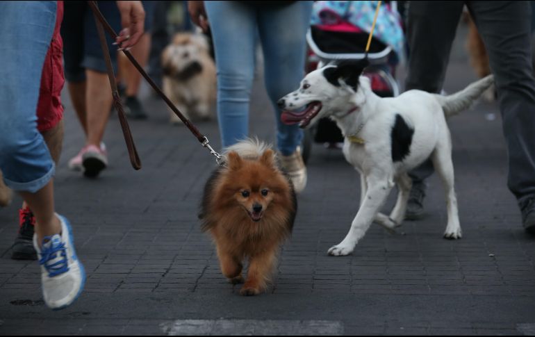 En México existen cerca de 25 millones de caninos domésticos. EL INFORMADOR/Archivo