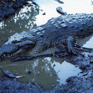 Un pescador muere devorado por un cocodrilo en Filipinas