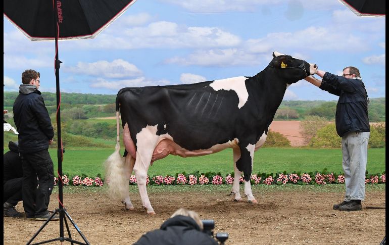 Una vaca es preparada para una sesión de fotos, en el marco del concurso de belleza de vacas 