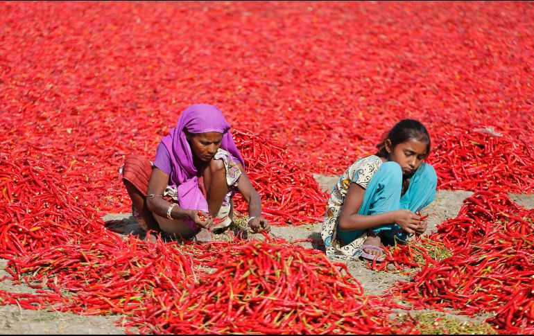 Una mujer y una niña quitan los peciolos de chiles en una granja en Shertha, India. Los trabajadores ganan unos 31 centavos de dólar por ordenar unos 20 kilos de chiles. AP/A. Solanki
