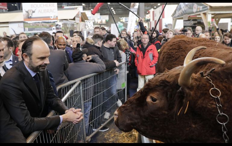 El primer ministro francés Edouard Philippe mira a una vaca en la Feria internacional de agricultura, realizada en la capital francesa. AFP/T. Samson