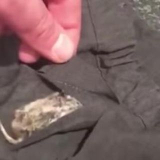 Hallan un ratón cosido en uniforme escolar