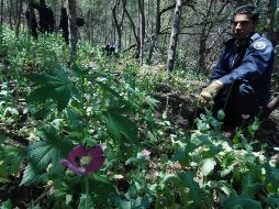 Se recabaron muestras representativas que fueron puestas a disposición del Representante Social federal para integrar la carpeta de investigación. EL INFORMADOR/ ARCHIVO