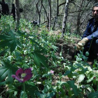 Destruyen 84 mil plantas de amapola en Mezquitic