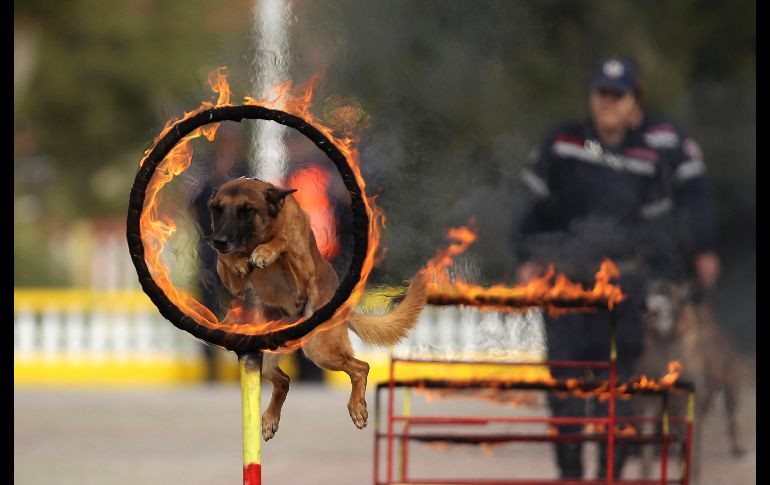 Un perro de la brigada civil de seguridad salta por un aro en llamas en el marco de ejercicios por el día de la Defensa Civil en Argel, Argelia. AP/A. Belghoul