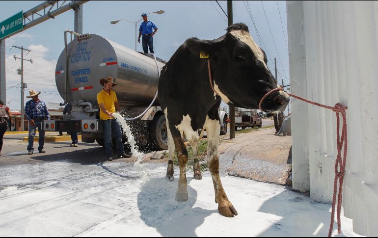 Los lecheros estiman que los costos de producción son de 7.20 a 7.35 pesos el litro. EL INFORMADOR/ARCHIVO