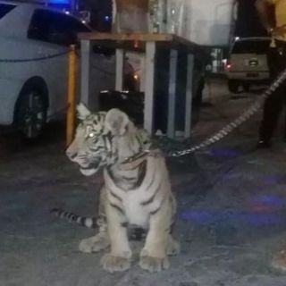 La Profepa asegura tigre que era paseado en Salina Cruz, Oaxaca