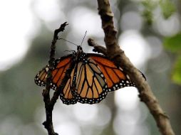 La población de la Mariposa Monarca va en constante descenso desde la década de los noventa. NOTIMEX / ARCHIVO