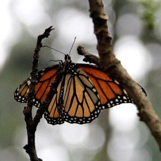 El número de mariposas monarca declina en México por segundo año