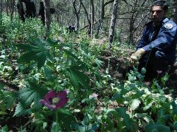 La Procuraduría General de la República inició con la carpeta de investigación, contra quien o quienes resulten responsables por el delito contra la salud. NTX/ ARCHIVO