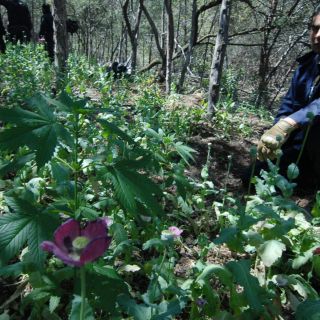 La PGR destruye 75 mil plantas de amapola en Bolaños