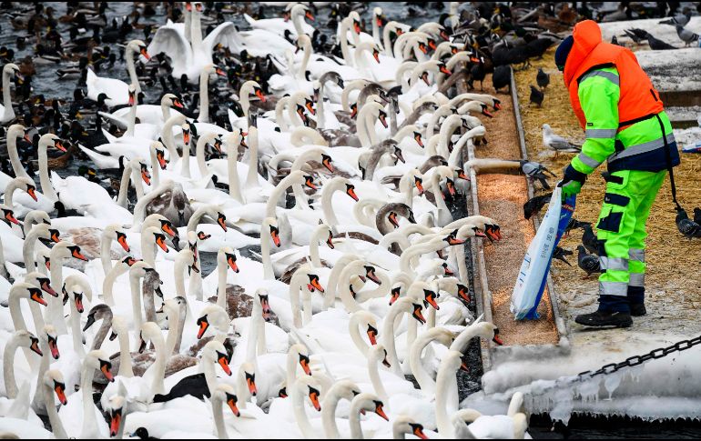 Cisnes y otras aves reciben alimento en Estocolmo. AFP/J. Nackstrand