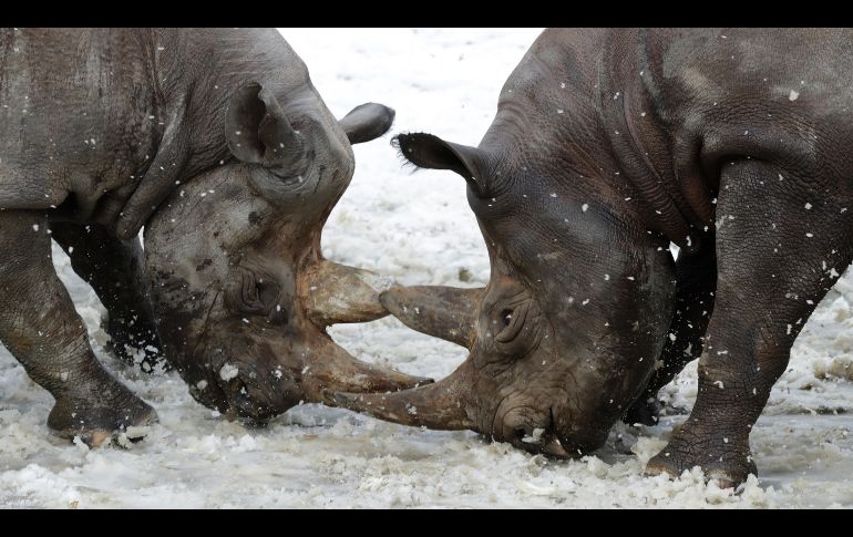 Rinocerontes negros juegan en la nieve en un zoológico de Dvur Kralove, en República Checa. AP/P. Josek