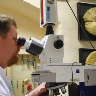 La creación de neuronas decrece a medida que envejecemos