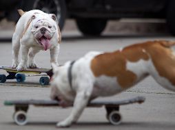 Entre las especies braquicéfalas están el bulldog inglés y francés, bóxer, boston terrier, pug, pequinés, shih tzu y lhasa apso. AP / ARCHIVO