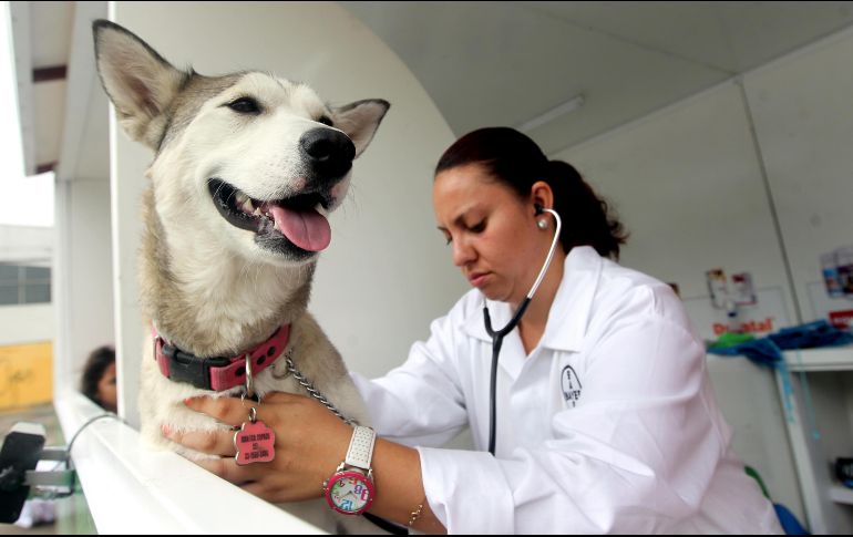 La rabia es una enfermedad viral, zoonótica y mortal que se transmite al hombre, por lo que es importante vacunar a las mascotas cada año a lo largo de su vida. EL INFORMADOR / ARCHIVO