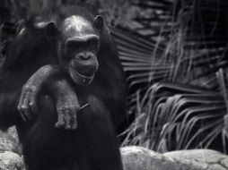 Tamba habitaba en el Zoológico de San Juan de Aragón en la Ciudad de México. EFE / ARCHIVO