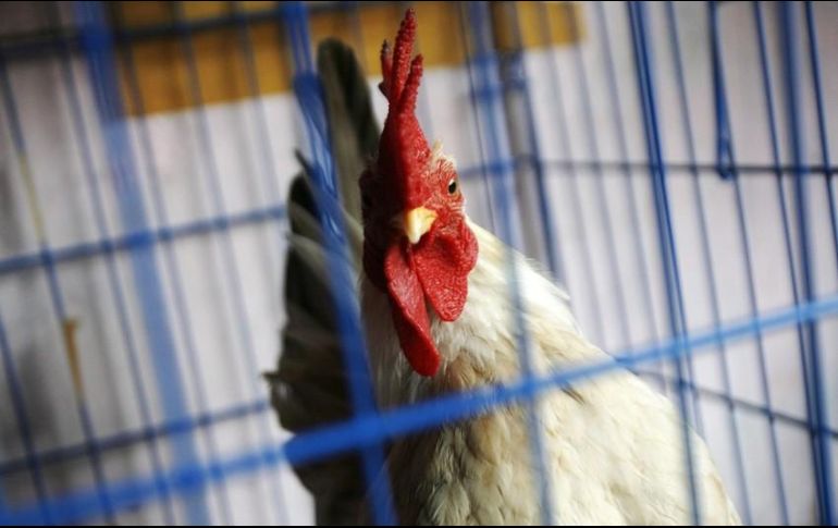 En el caso de Guanajuato, se sospecha que el contagio se dio por aves que provienen de granjas comerciales de la zona de los Altos de Jalisco. EFE / ARCHIVO