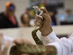 Fotogalería: Víboras, cazadas y decapitadas para una feria