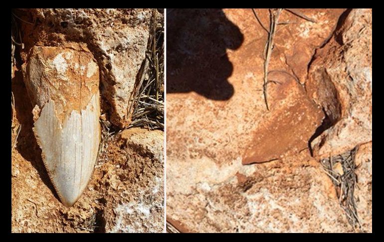 El Parque Nacional Cape Range posee otros dientes de este escualo prehistórico, y esa es la razón que los expertos habían dejado el robado incrustado en la piedra. ESPECIAL