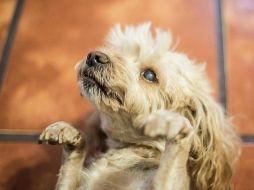 La vacuna se aplicará en forma totalmente gratuita a todo perro y gato con dueño a partir del mes de edad, durante la campaña que va del 11 al 17 de marzo. EL INFORMADOR / ARCHIVO