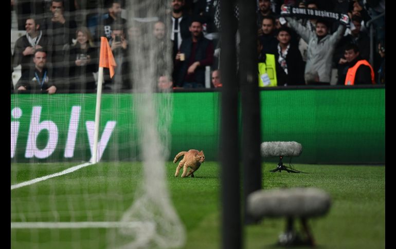 La nota curiosa la dio un gato que hizo que el juego se interrumpiera tras meterse al terreno de juego. AFP / O. Koze