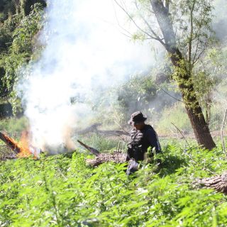 Destruyen plantíos de mariguana y amapola en municipios de Jalisco