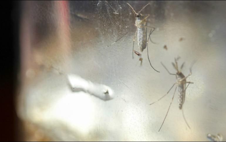 Autoridades aseguran que el mosquito ya se ha adaptado completamente a las condiciones climatológicas de Jalisco. EFE / ARCHIVO