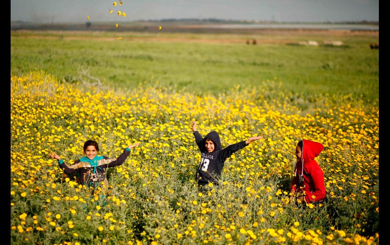 Un grupo de niños palestinos pasan una divertida mañana mientras juegan en un campo de flores de mostaza silvestre. AFP / M. Abed