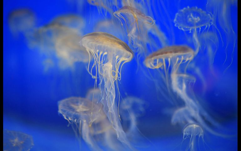 Una medusa fue captada en el acuario Oceanopolis de la ciudad francesa de Brest. AFP / F. Tanneu