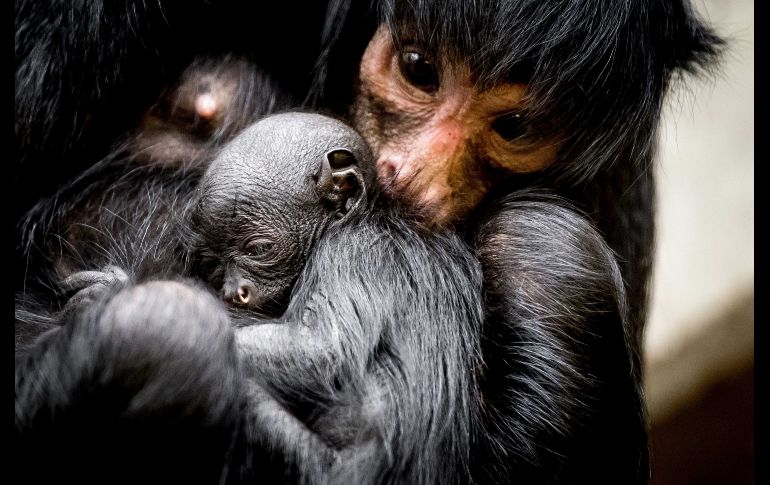 Un pequeño mono araña recién nacido se abraza a su madre en el Zoológico Artis de Países Bajos. EPA / K. Van Weel