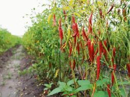 Zona específica. El condimento se produce en nueve municipios de Jalisco y dos de Zacatecas. ESPECIAL