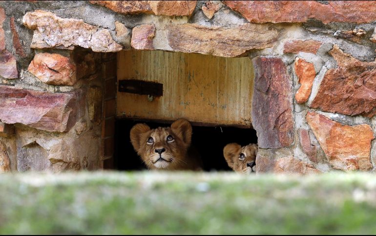 Dos crías de león miran luego de ser colocados en un recinto más grande del zoológico en Johannesburgo, Sudáfrica. AP/T. Hadebe