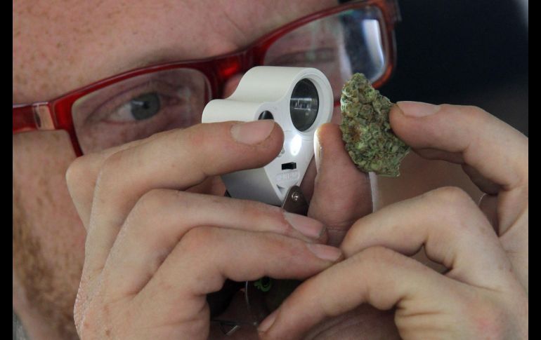En el evento también se analizó la calidad de 15 muestras de flor de cannabis y 20 de extractos. Los jueces calificaron su cultivo, textura, aroma y sabor, además de que estuviera libre de hongos y químicos. AFP/U. Ruiz