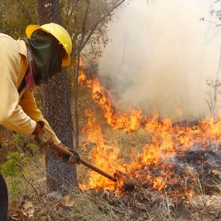 Afecta incendio zona boscosa en Tapalpa